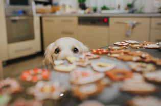 Dog at table