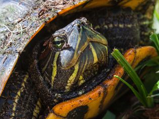 Yellow bellied slider close-up