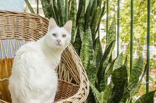 white cat with snake plant Sansevieria / Dracaena trifasciata