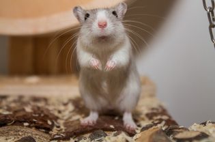 Close-Up Of Gerbil On Wood