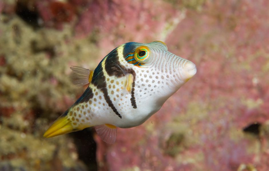 黑鞍托比(Canthigaster valentini)