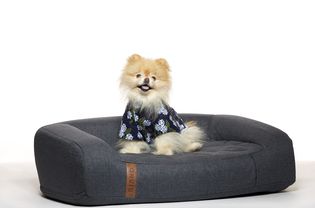 gidget in orvis recoveryzone dog bed