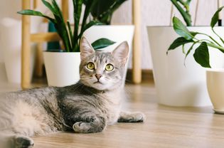 猫的室内植物