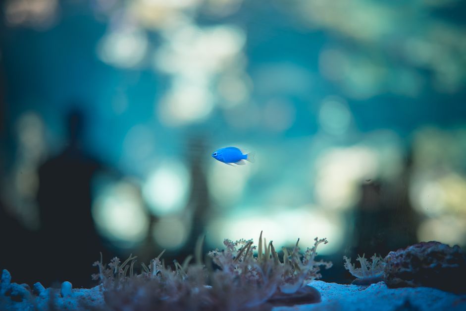 蓝鱼游泳水族馆