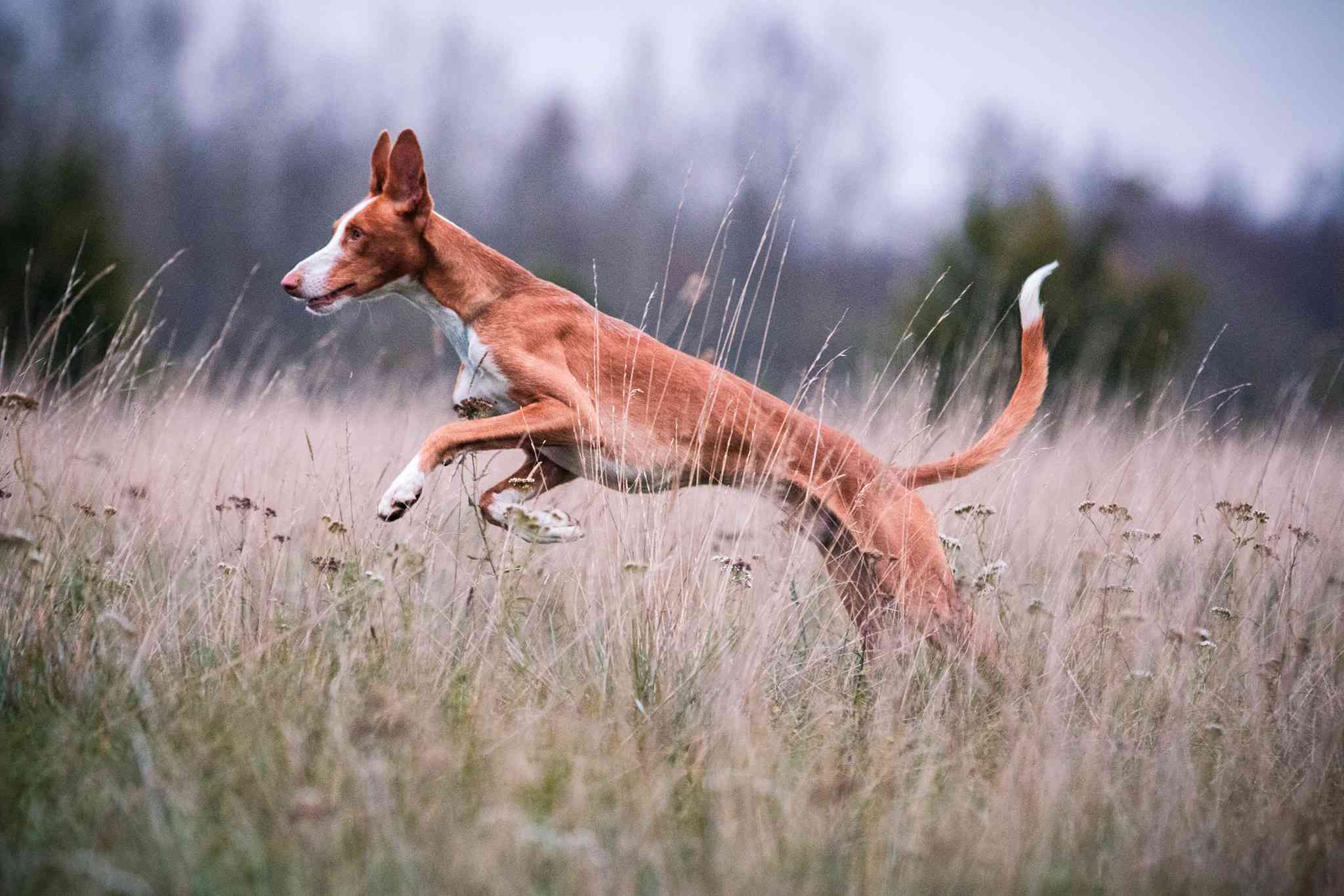 伊比沙猎犬在长草中奔跑