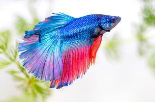 Bright blue and pink beta fish swimming in fresh-water tank closeup