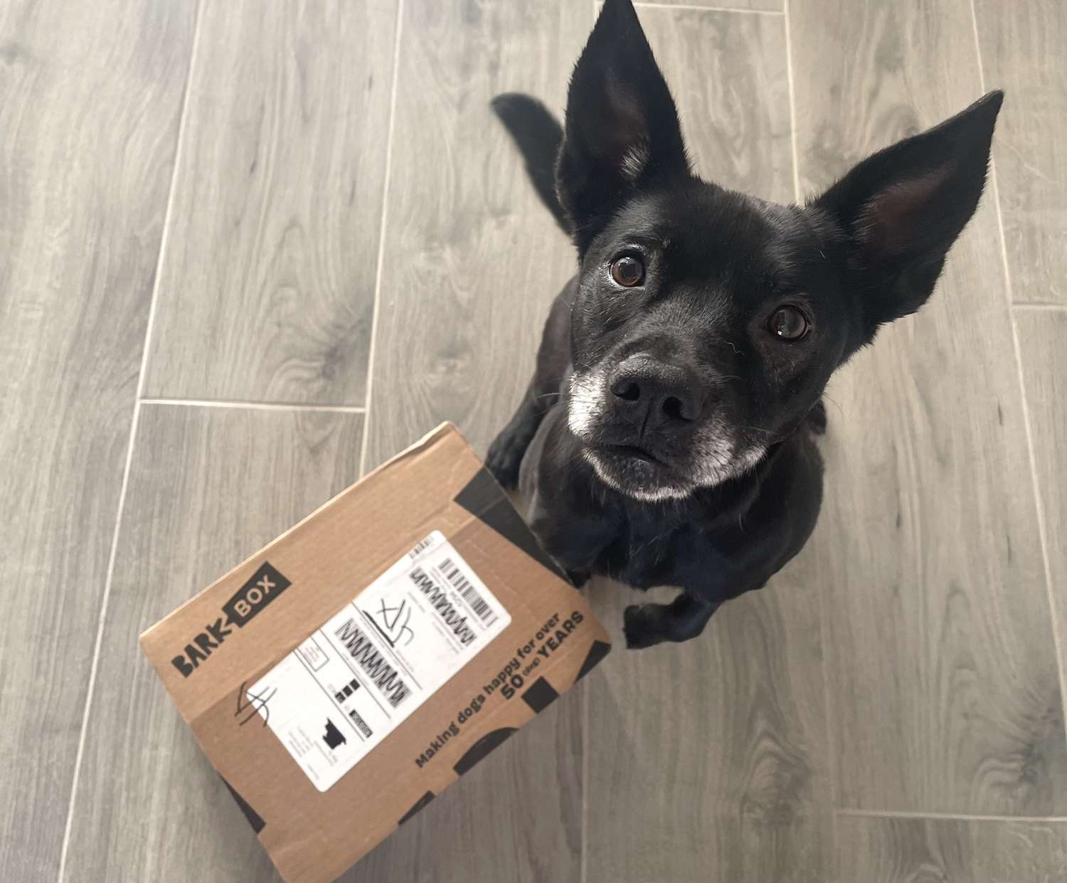 barkbox订阅