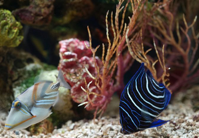 水族馆里的咸水鱼