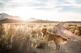 Golden Retriever in Desert at Sunset