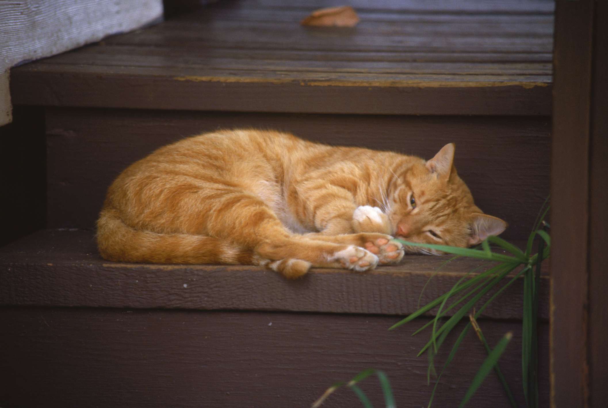 在楼梯上睡觉的猫，嗨