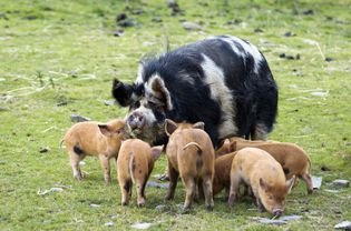 Kunekune pig with piglets