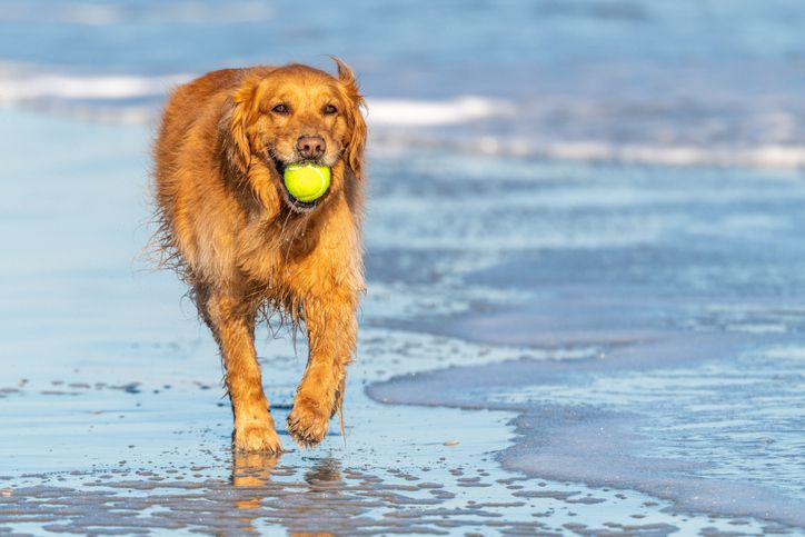 Golden retriever at beach with ball