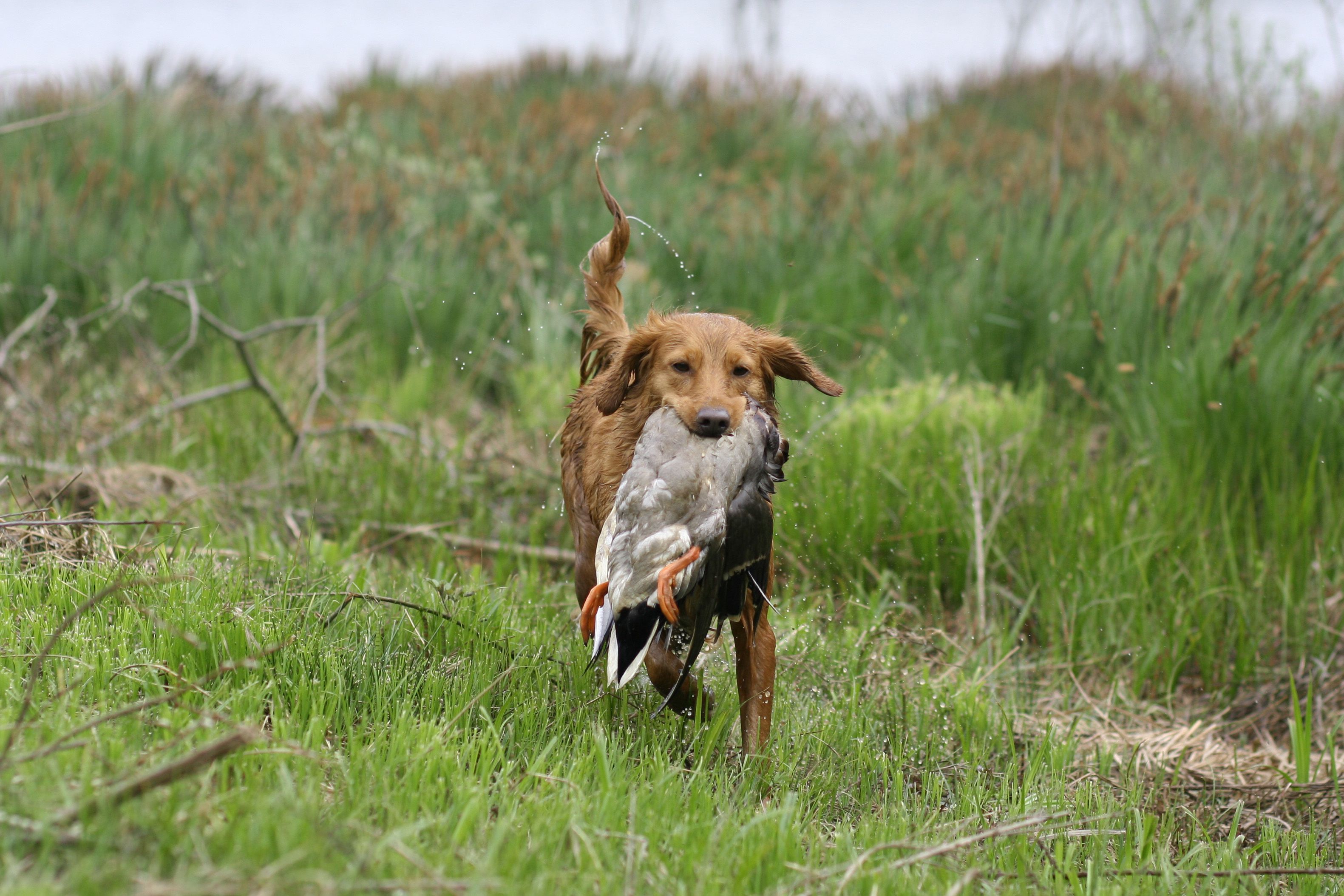 wet nova scotia duck tolling retriever holds duck in mouth