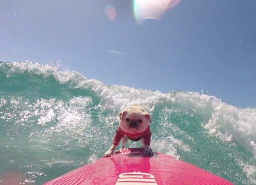 A white pug on a pink surfboard riding a wave.