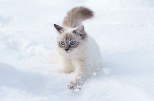 雪中的猫;猫会被冻伤吗?