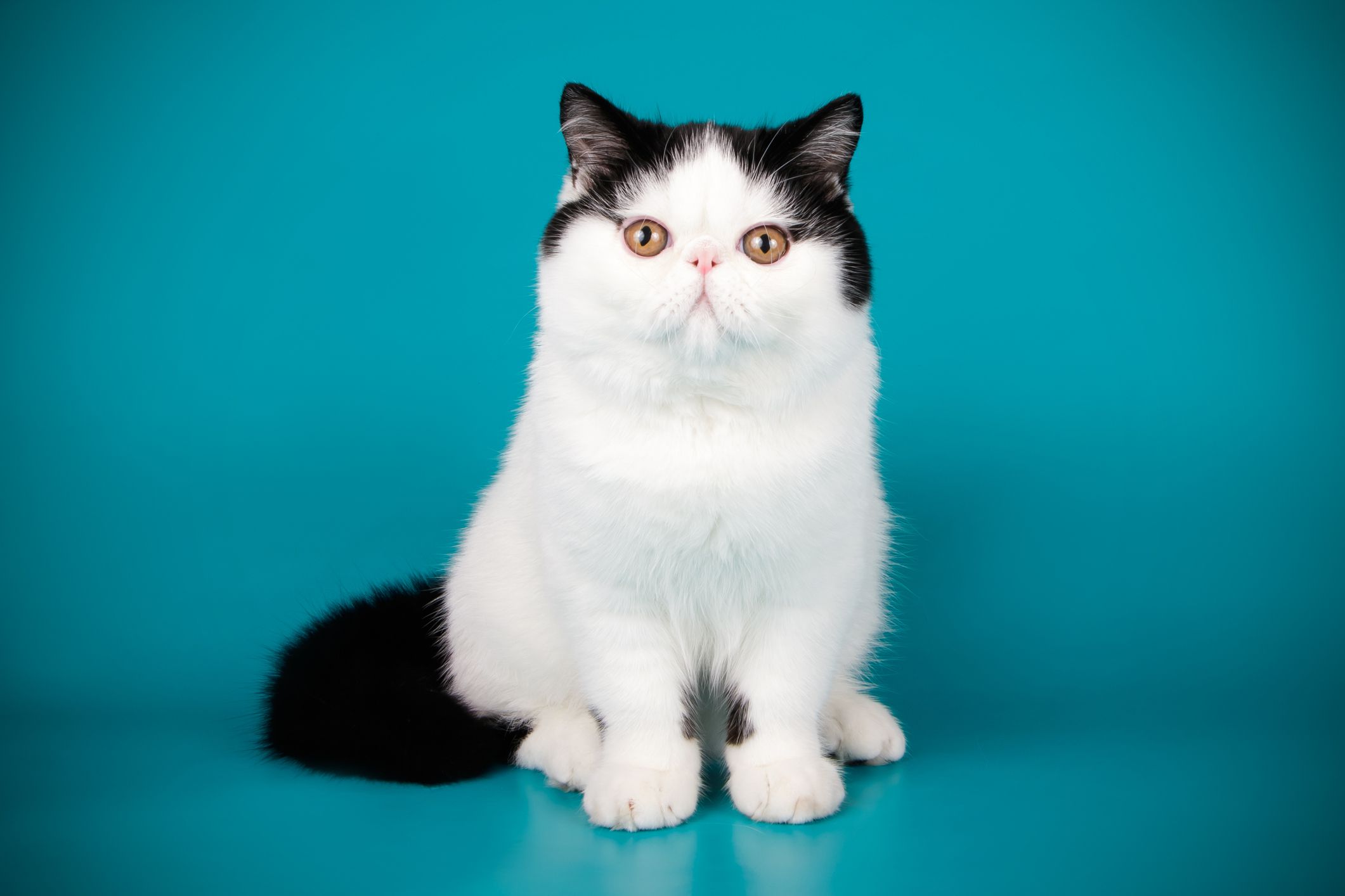 Exotic Shorthair cat