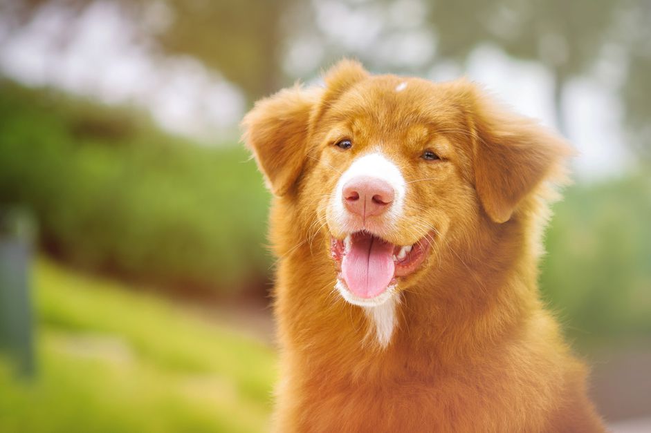 新斯科舍鸭鸣猎犬在外面微笑