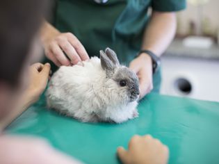 Boy at the veterinarian with a bunny on the exam table