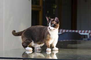 芒奇金猫站在桌子上