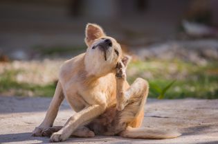 在狗之间的肠道里有问题