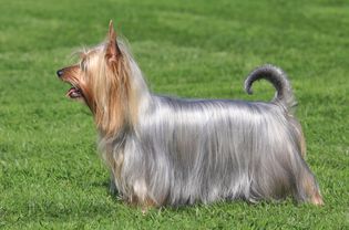 Standing side profile of a silky terrier