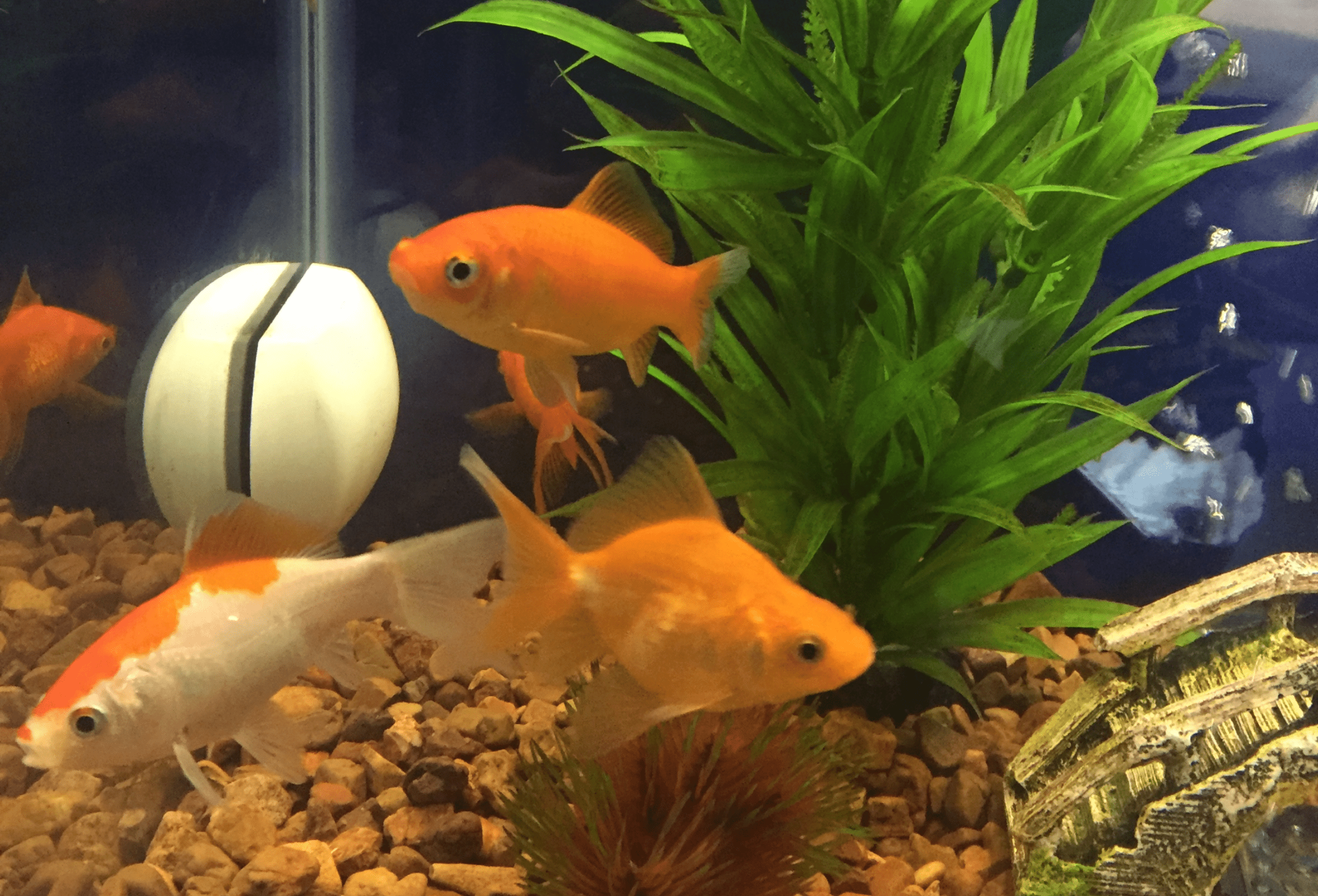 Goldfish in tank with plant