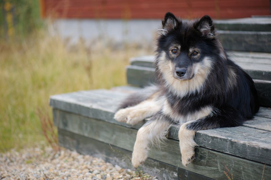 芬兰拉普芬犬躺在木台阶上