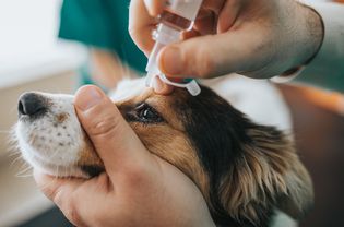 pair of hands holds dog's head in place as eye dropper drops medicine into dog's eye