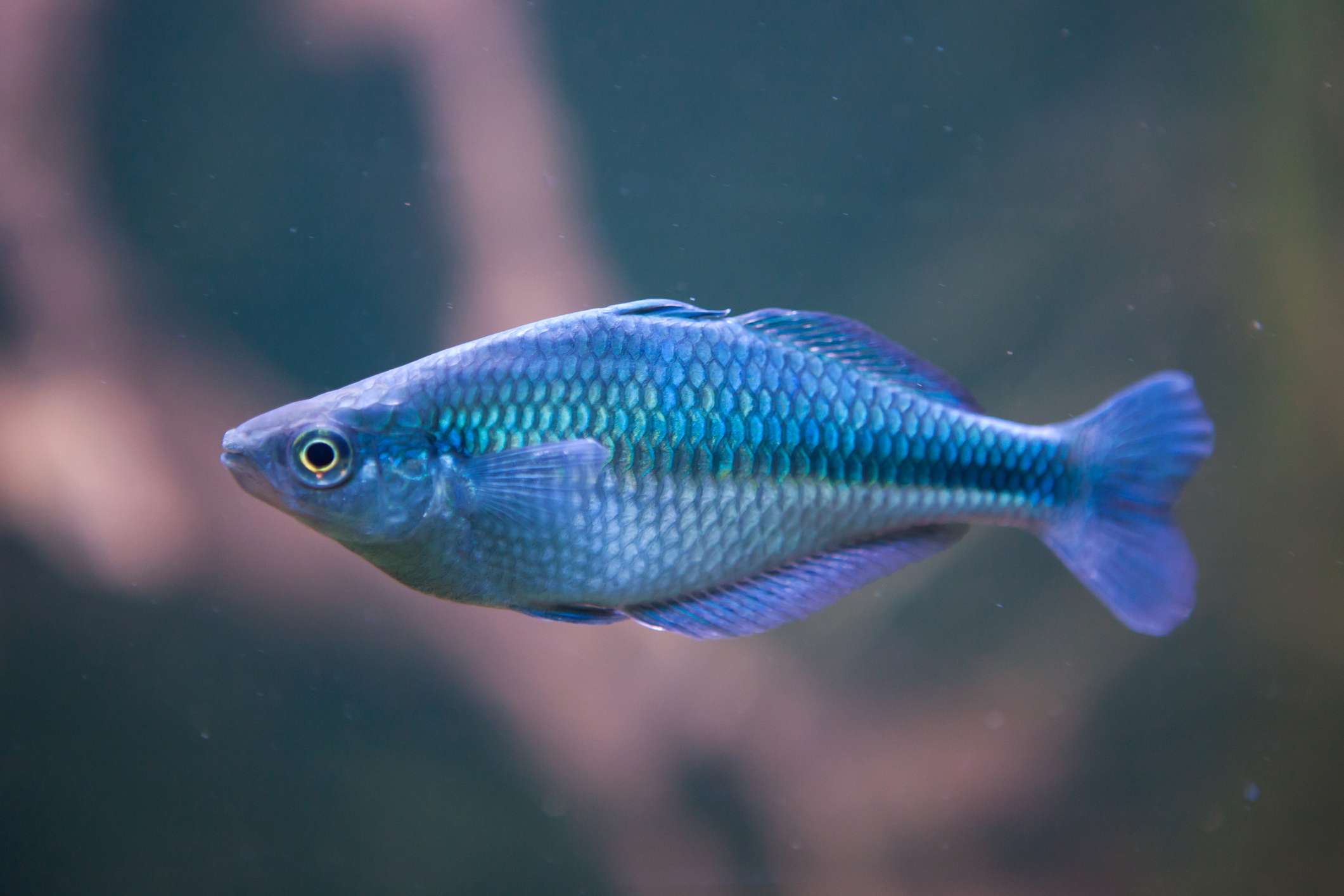 湖Kutubu Rainbowfish