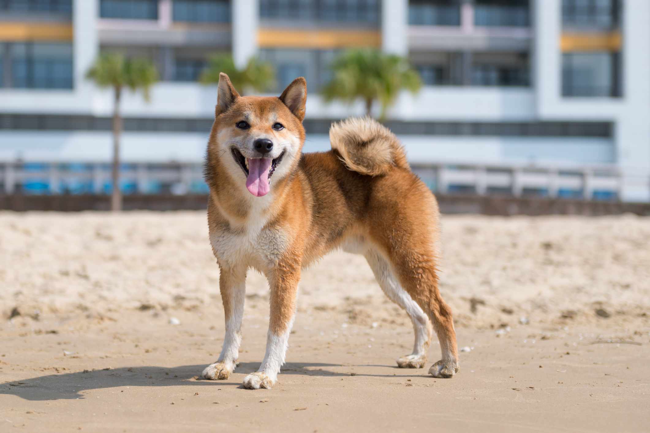 一只柴犬张着嘴站在沙滩上