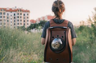 cat in backpack cat carrier