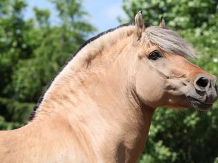 Fjord horse head profile against a tree background