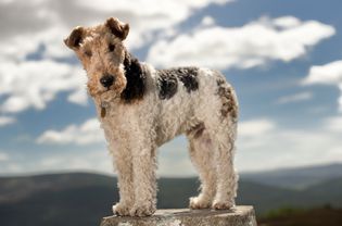 Wire fox terrier standing outside.