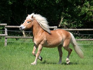 Haflinger trotting in a pasture