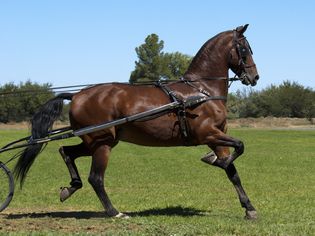 Bay Saddlebred being driven in a horse show.