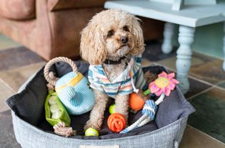 dog in a dog bed with toys