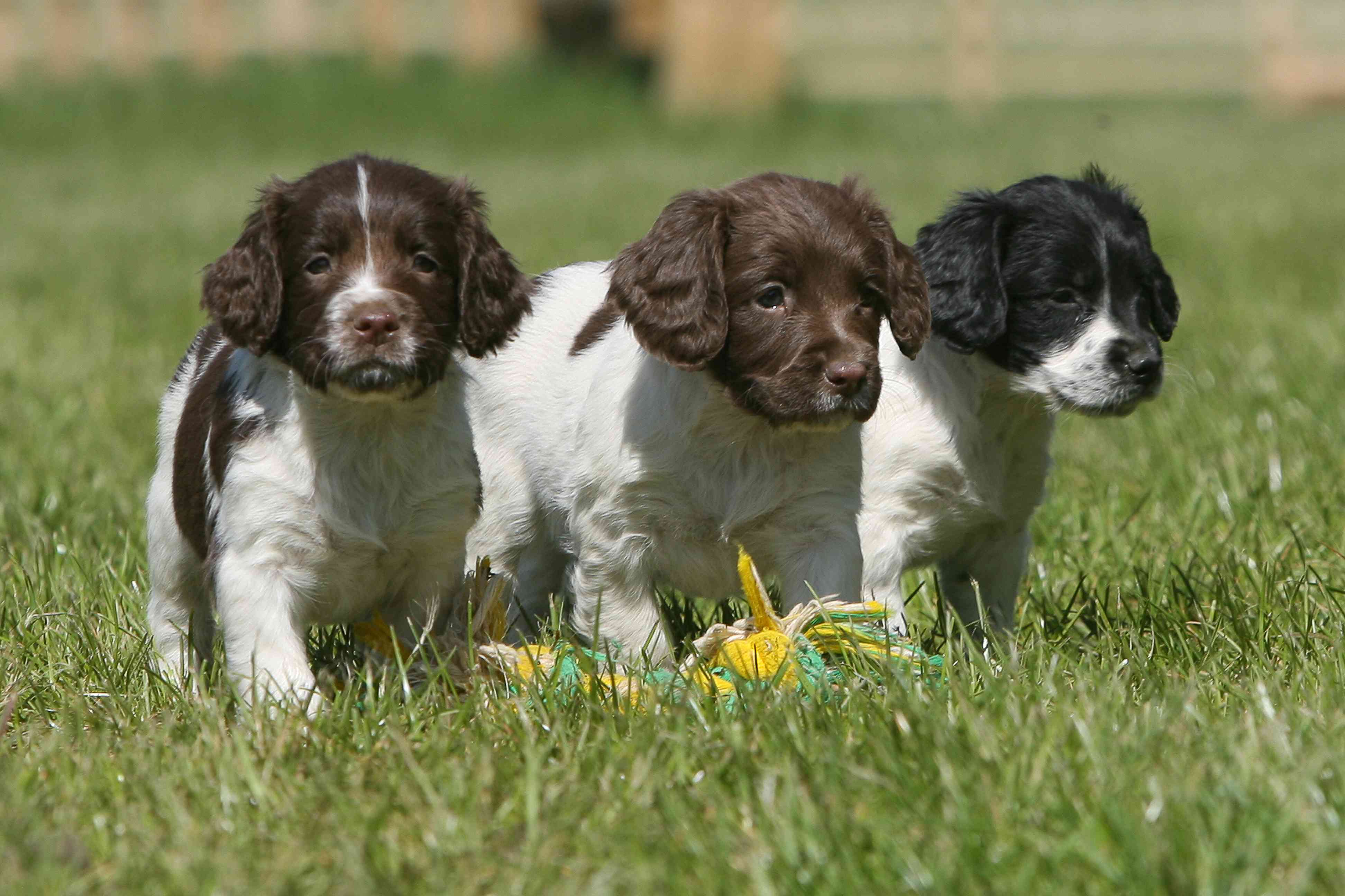 英国施普林格犬幼犬