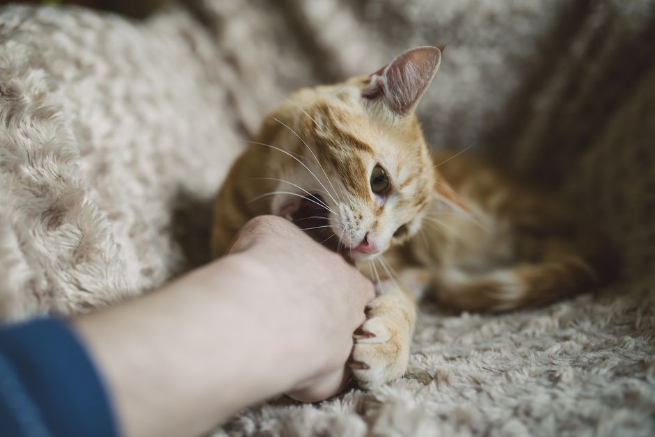 cat biting owner