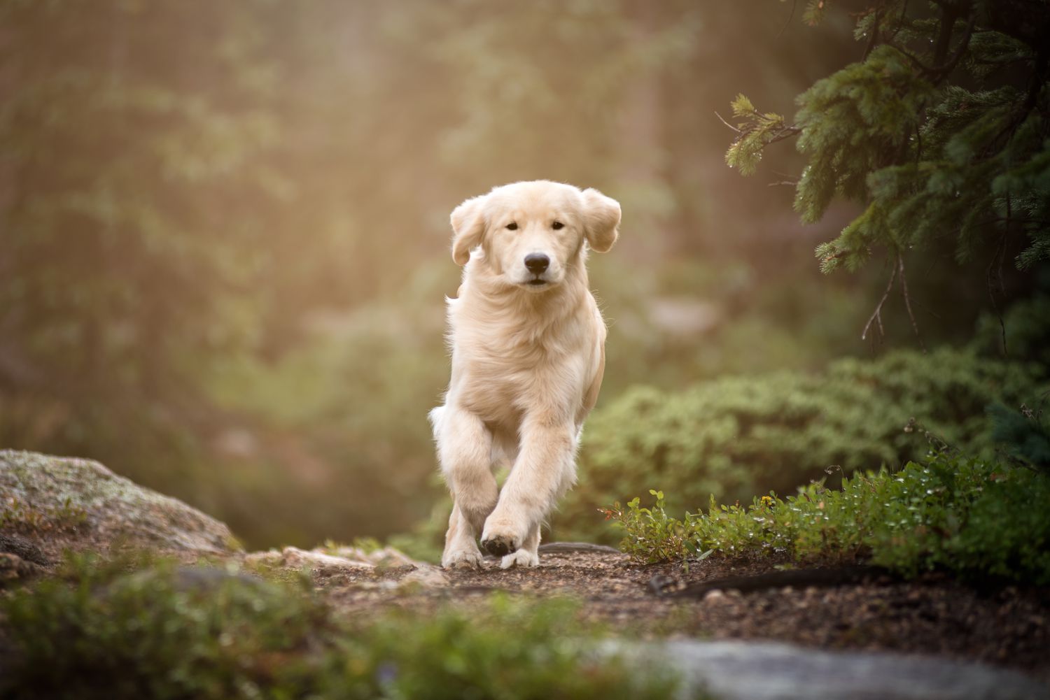 lyme disease in dogs