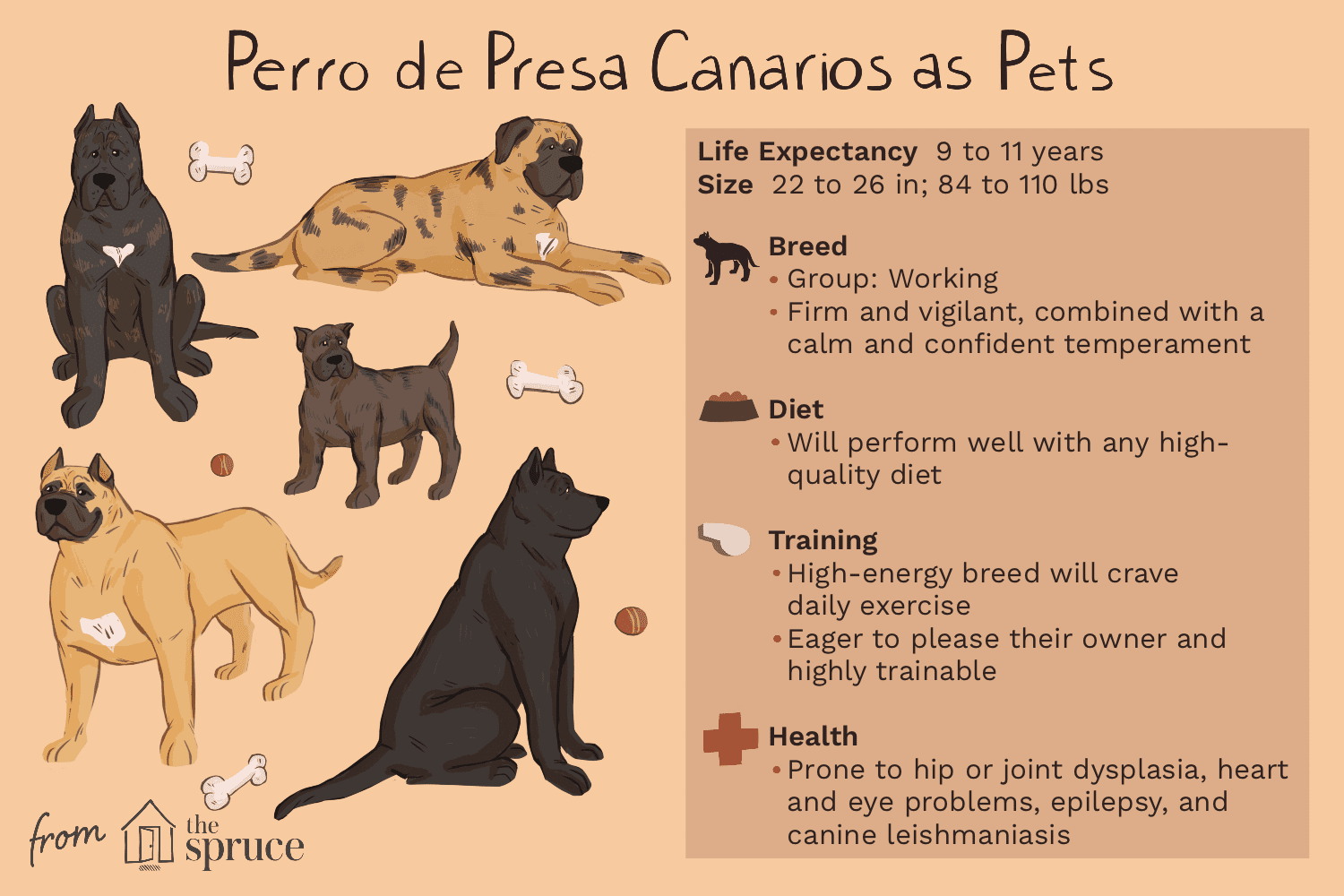 Perro de presa canarios宠物插图