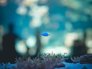 蓝鱼游泳水族馆