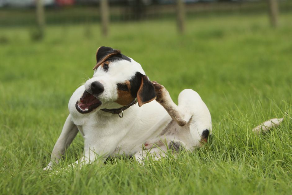 杰克罗素梗(犬科犬)抓挠