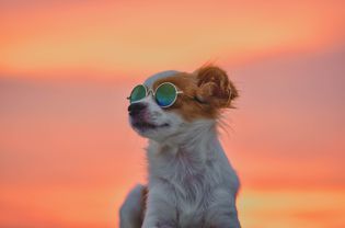 best dog sunglasses