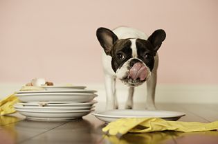 Dog licking the plates