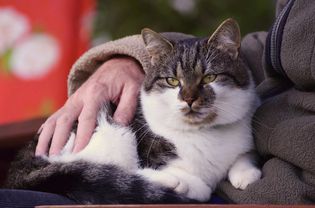 一只胸部和爪子都是白色的虎斑猫正坐在某人的腿上。