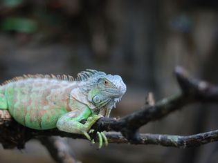 Iguana