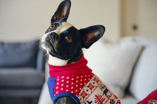 Dog Sweater