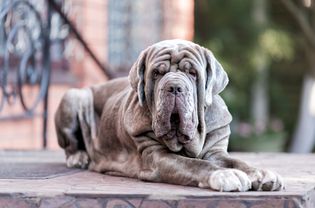 Neapolitan mastiff lying on porch steps