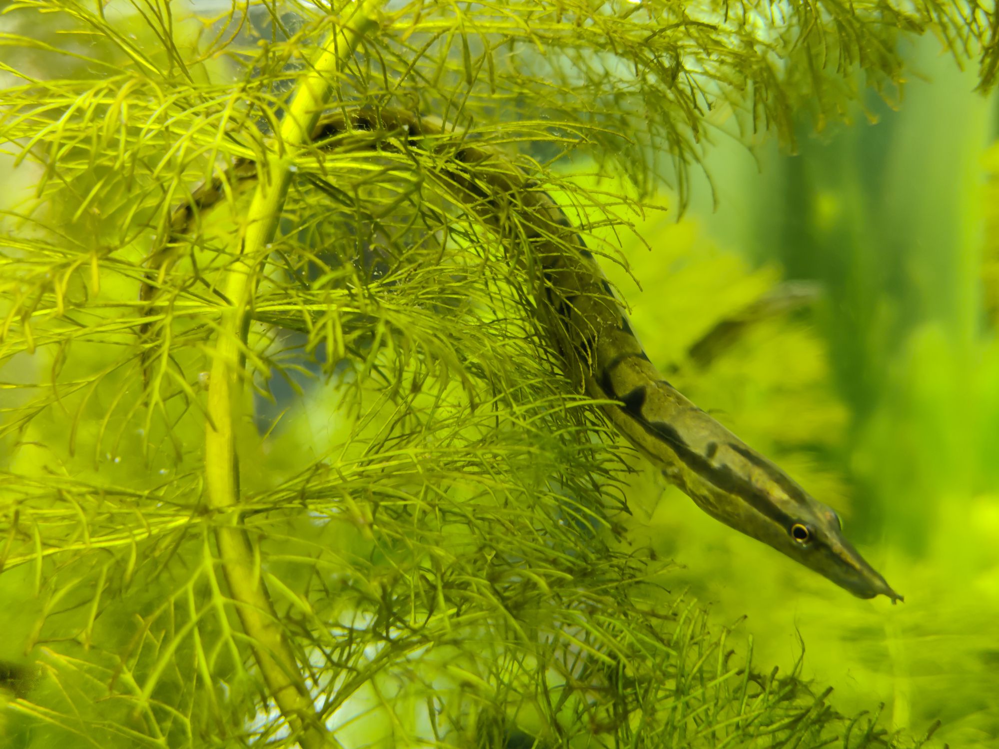 Tire track eel on an aquarium plant