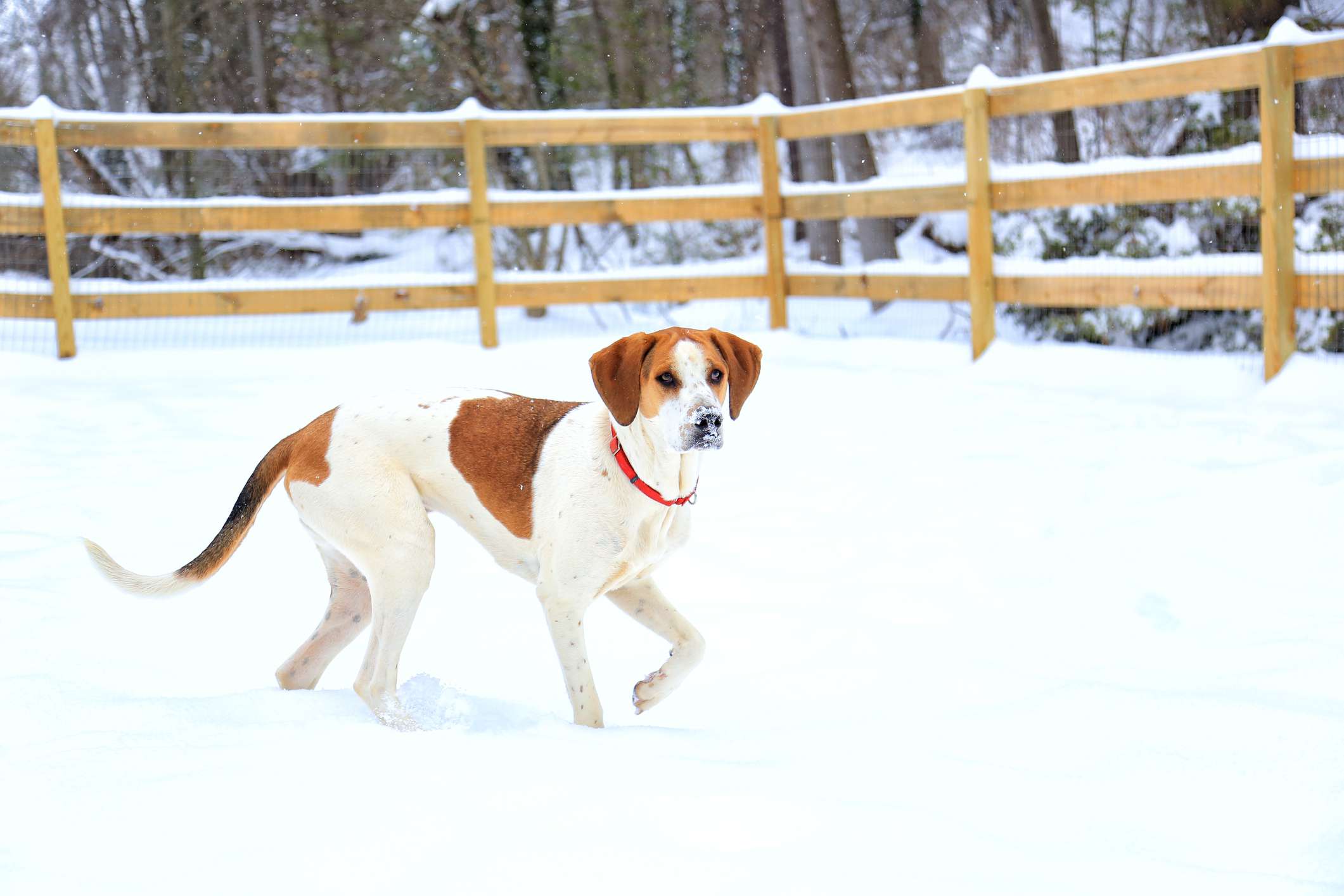 雪地里的美洲猎狗